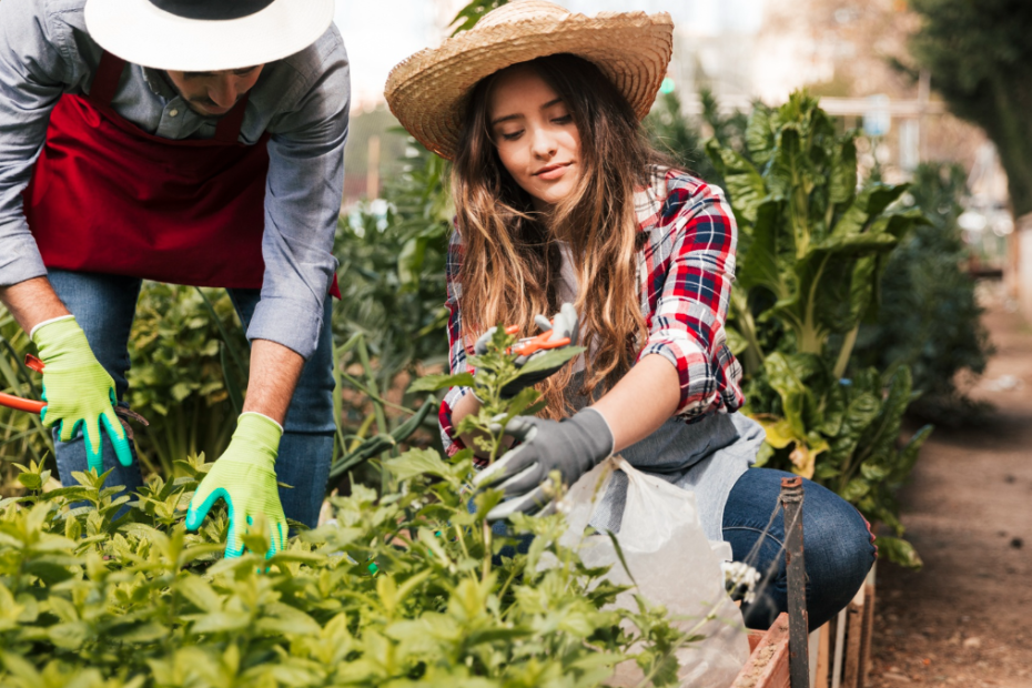 curso de agroecologia da Aprenda Mais (MEC)